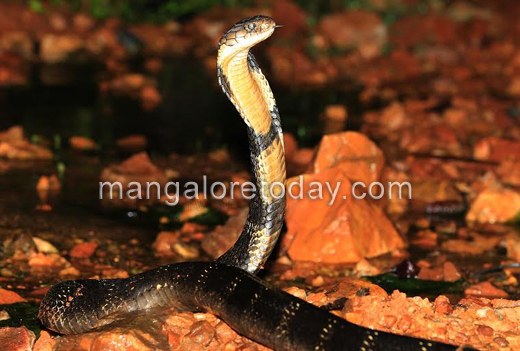 King Cobra